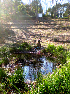 発掘した池2