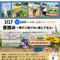 ヨコハマ小麦部2026年1月17日麦踏イベントチラシ