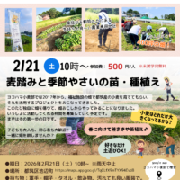 2026/2/21ヨコハマ小麦部活動チラシ