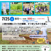 2026/7/25小麦プロジェクト　人参の収穫とスイカの観察　さつま芋の蔓がえし
